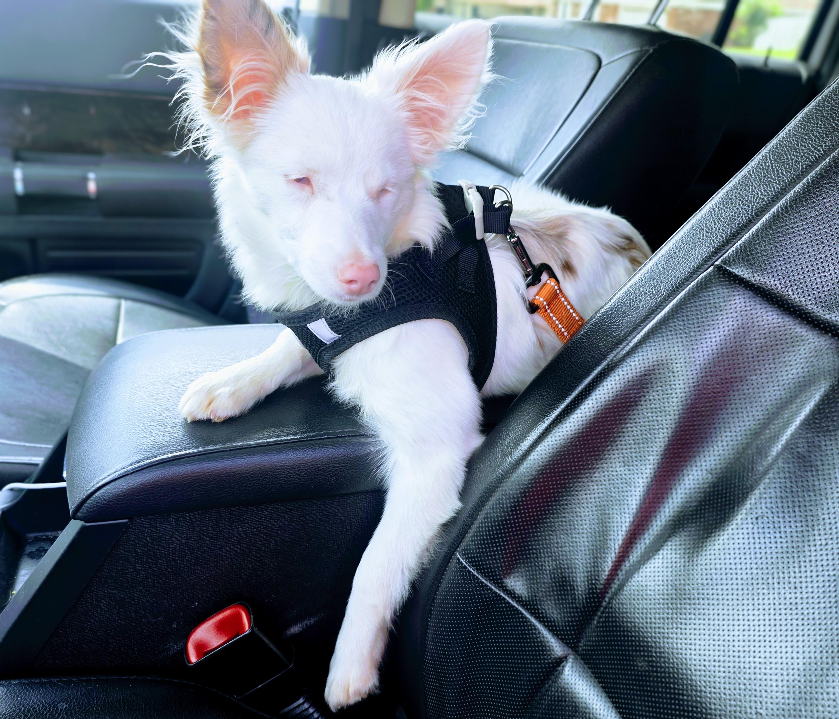 Evie(mini aussie blend), an adopted mixed breed in Killeen, TX image 4/4