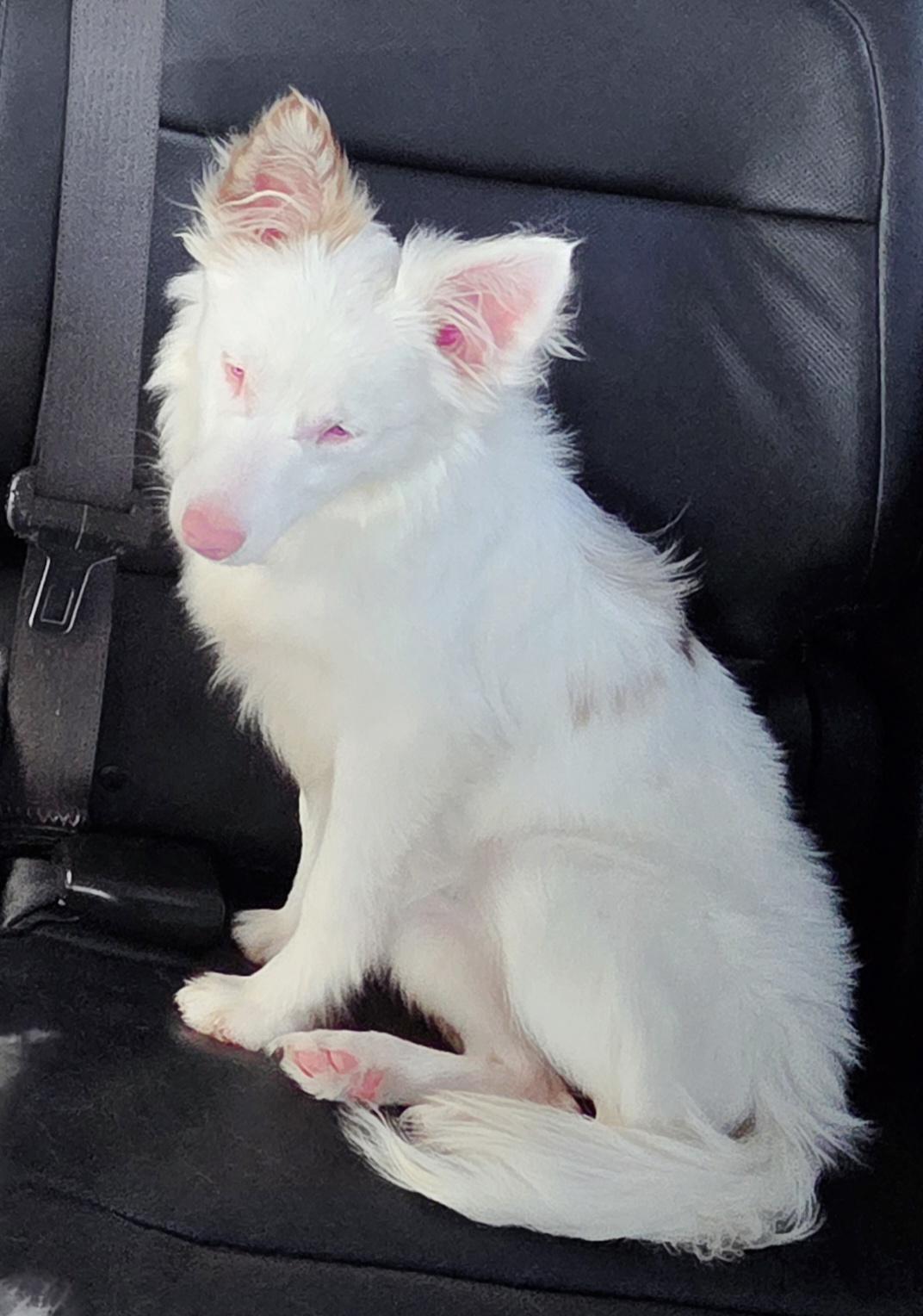 Evie(mini aussie blend), adopted, Young Female Australian Shepherd & Chihuahua.