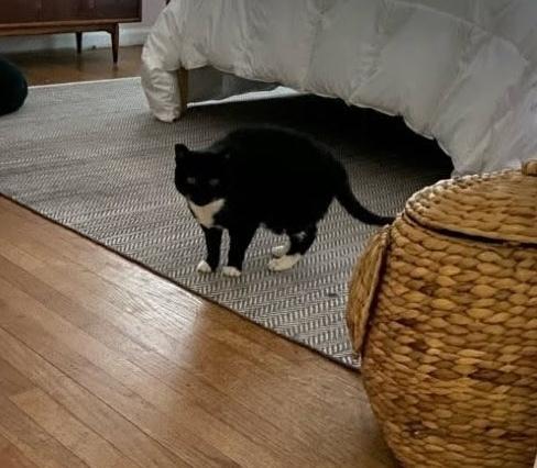 Enlarge Dot, a Adoptable Domestic Short Hair in Ferndale, MI image 1/1