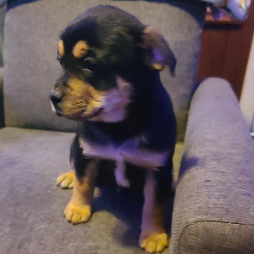 Sumo, Adoptable, Puppy Male English Bulldog.