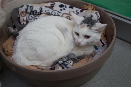 Bashful, Adoptable, Adult Female Domestic Short Hair & Domestic Short Hair.