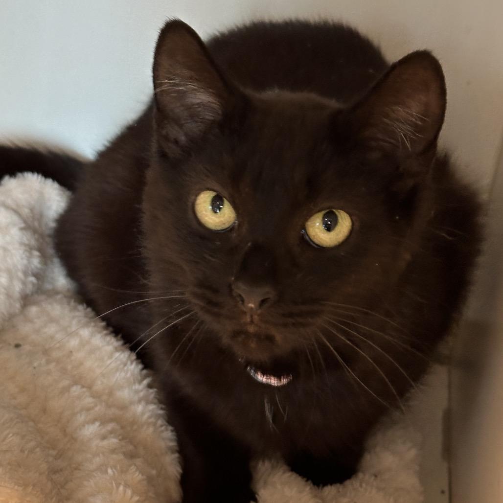 Pelican, Adoptable, Adult Female Domestic Short Hair.
