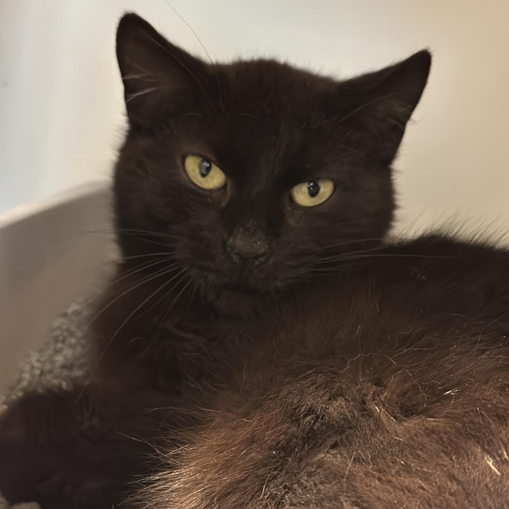 Pelican, a Adoptable Domestic Short Hair in Matteson, IL image 2/6