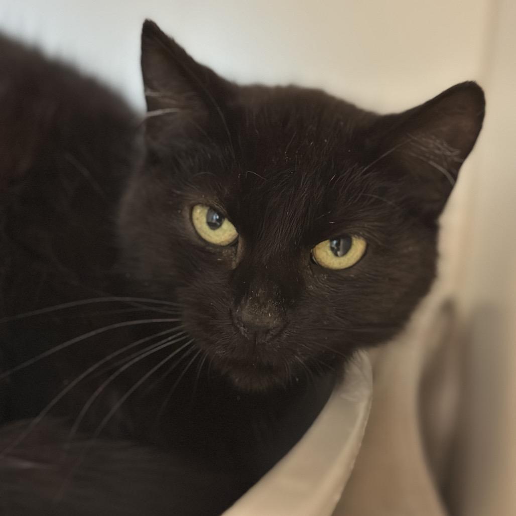 Pelican, a Adoptable Domestic Short Hair in Matteson, IL image 3/6