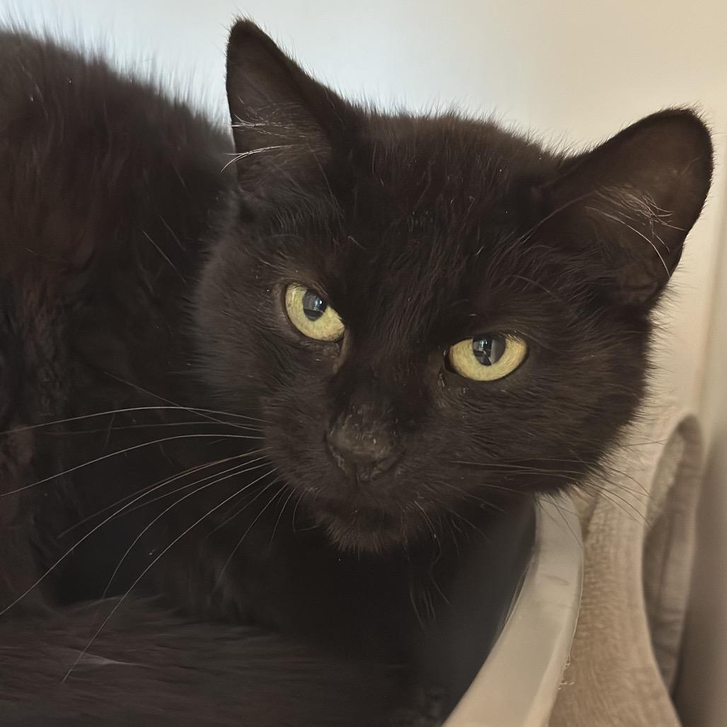 Pelican, a Adoptable Domestic Short Hair in Matteson, IL image 4/6
