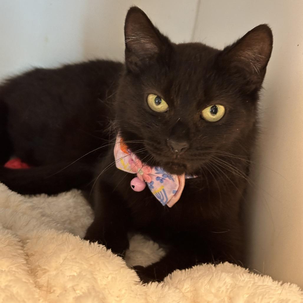 Pelican, a Adoptable Domestic Short Hair in Matteson, IL image 5/6