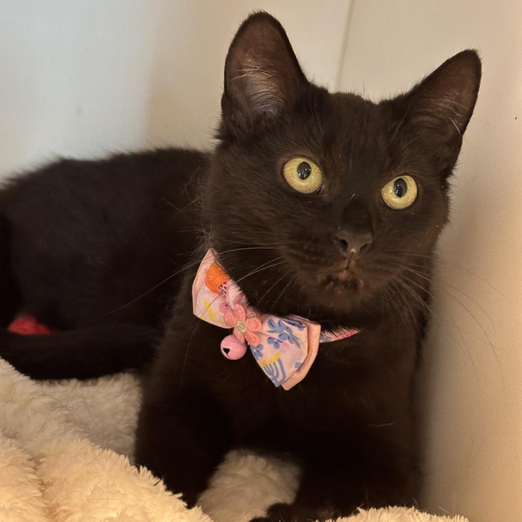 Pelican, a Adoptable Domestic Short Hair in Matteson, IL image 6/6