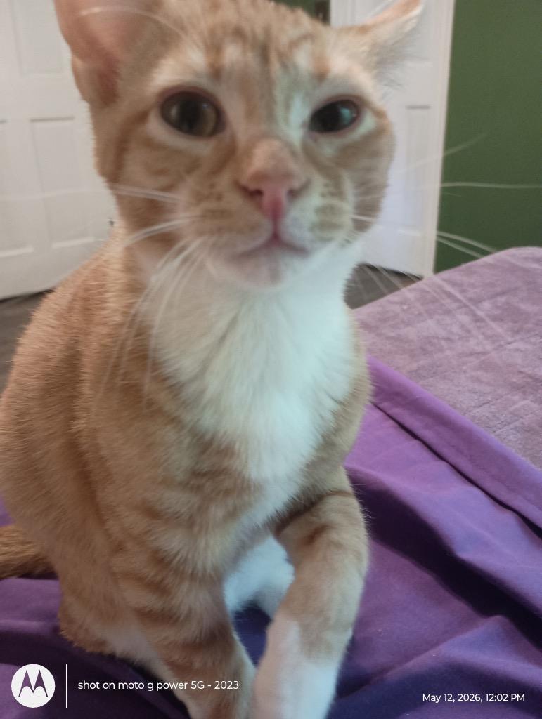 Merrick26, Adoptable, Kitten Male Domestic Short Hair.