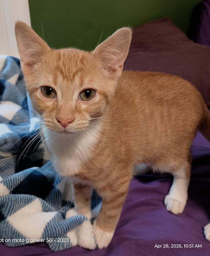 Merrick26, Adoptable, Kitten Male Domestic Short Hair.