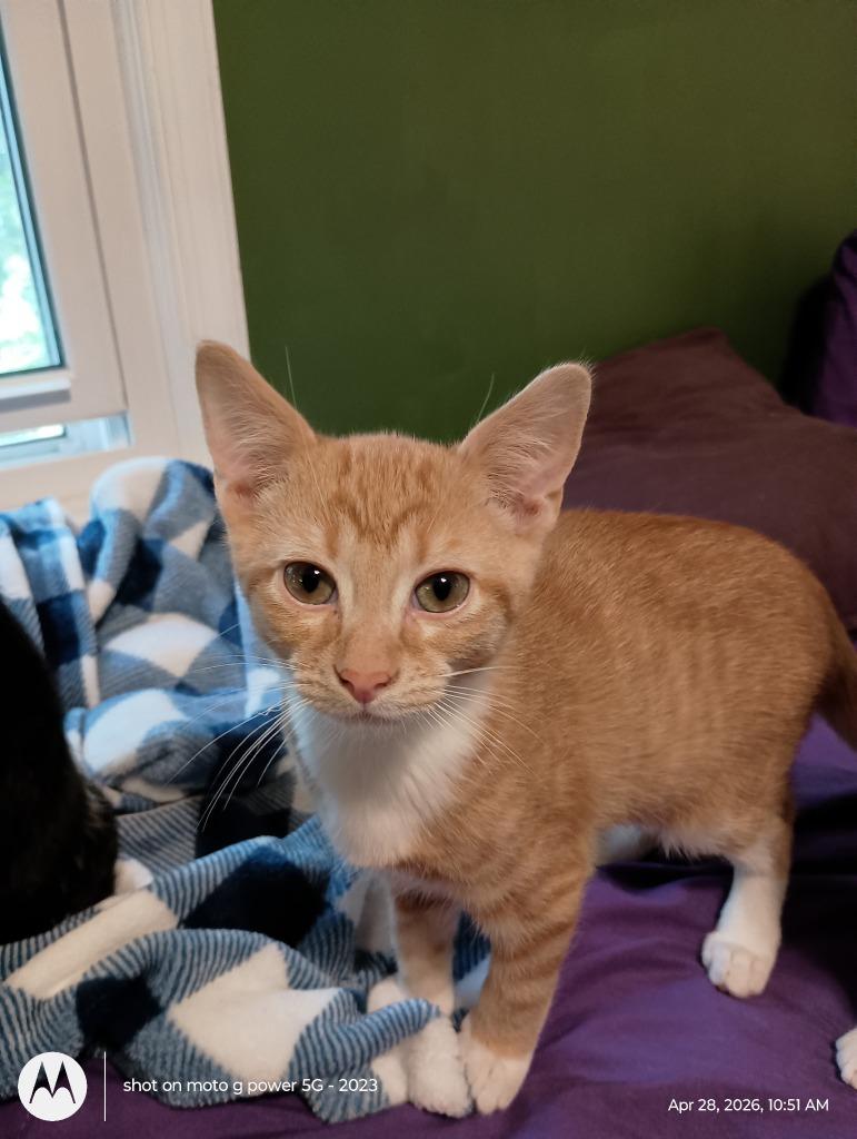 Enlarge Merrick26, a Adoptable mixed breed in Youngsville, NC image 2/2