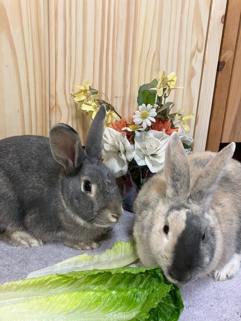 Enlarge Dustin & Suzie Poo (Vancouver), a Adoptable mixed breed in Vancouver, BC image 2/2