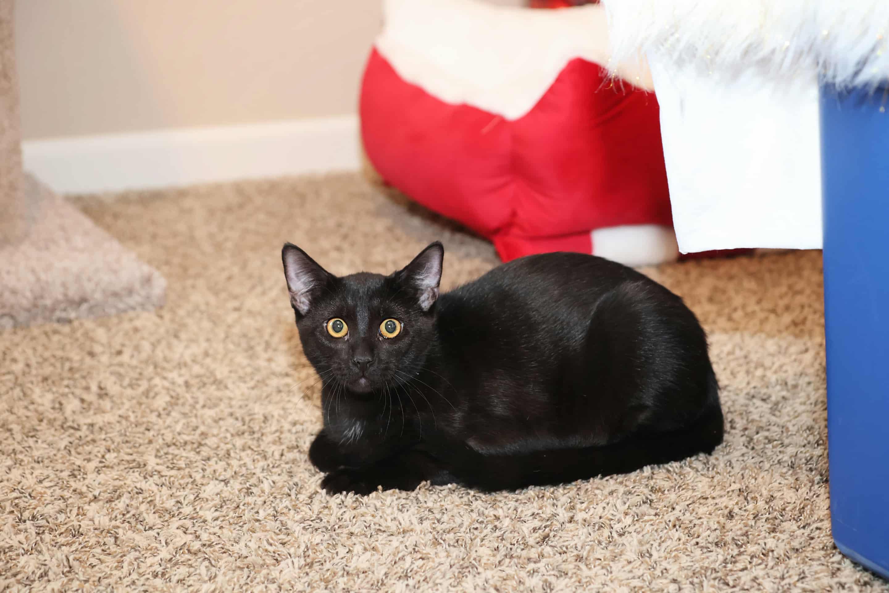 Enlarge Yakko, a Adoptable Domestic Short Hair in Overland Park, KS image 1/3