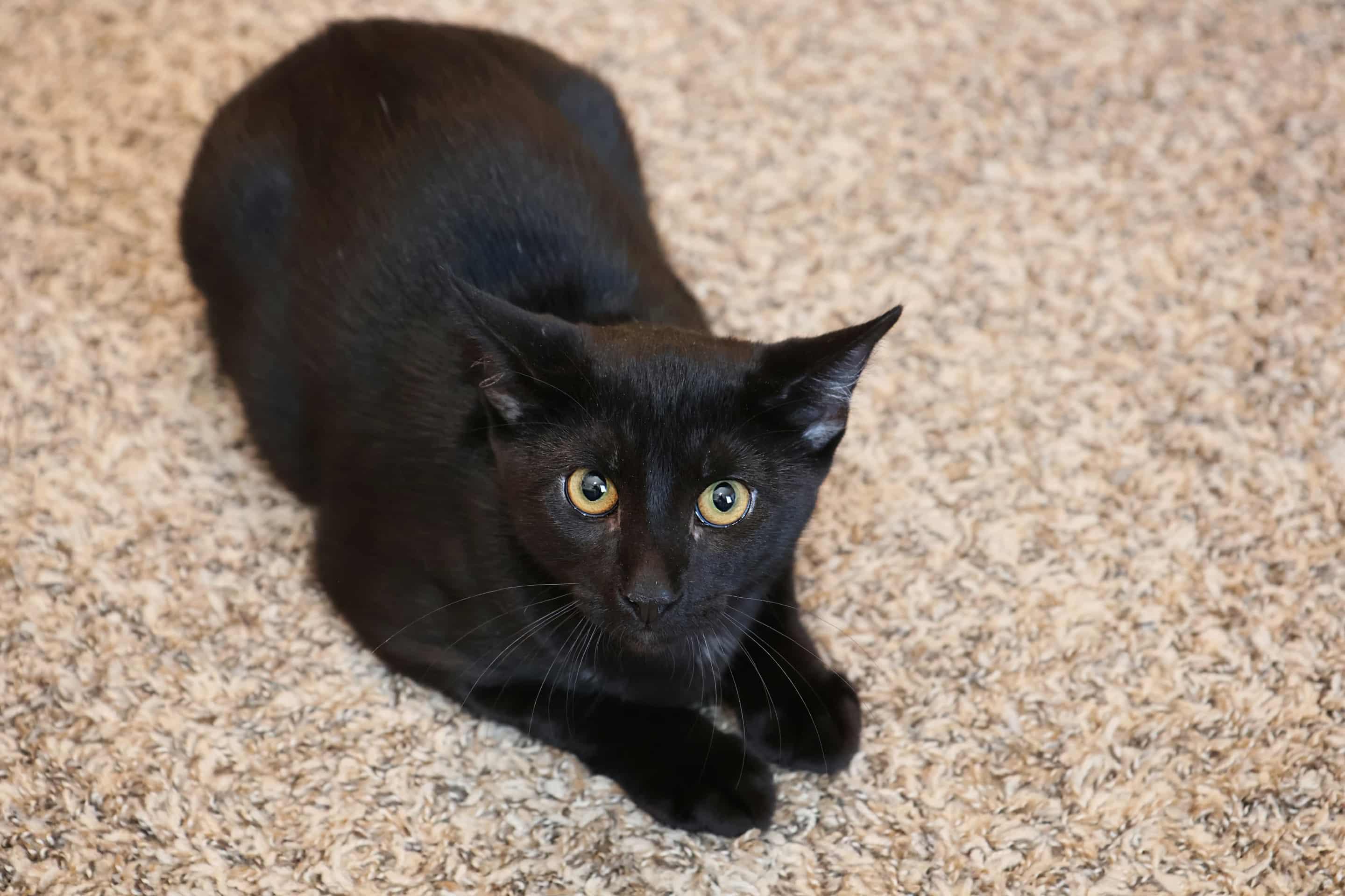Enlarge Yakko, a Adoptable Domestic Short Hair in Overland Park, KS image 3/3