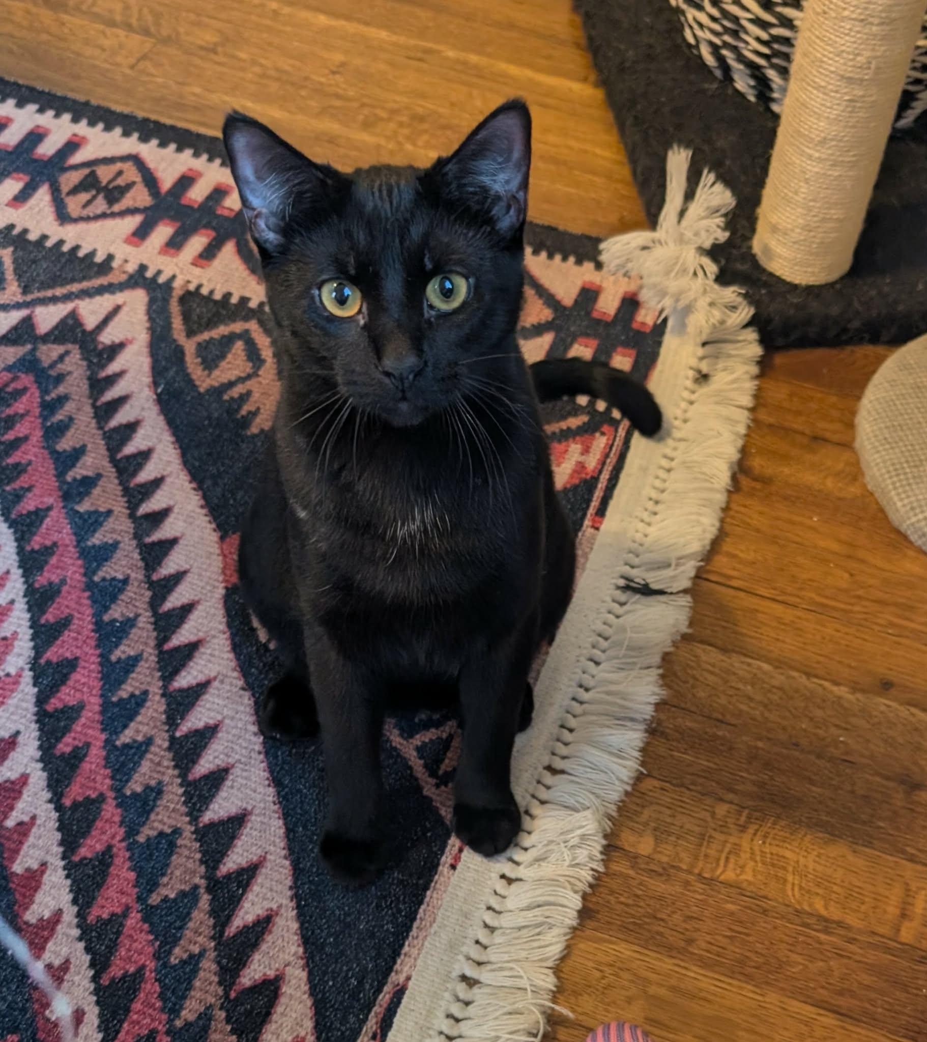 Yakko, Adoptable, Young Female Domestic Short Hair.