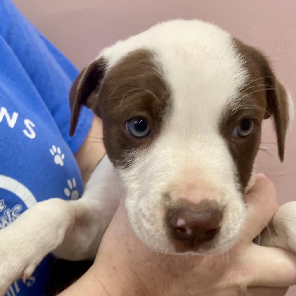 Caramel Sundae, a Adoptable Mixed Breed in Huntsville, AR image 1/3