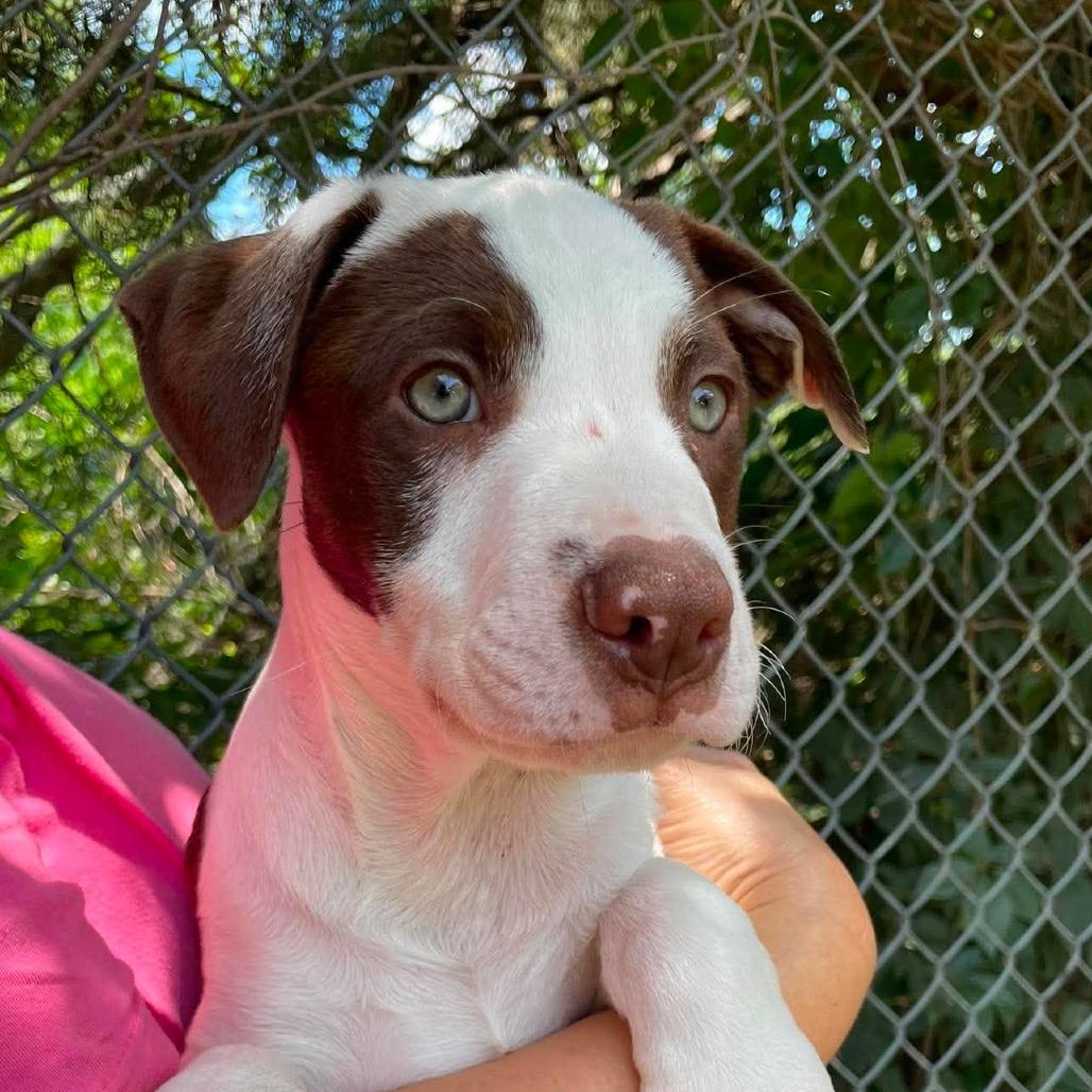 Caramel Sundae, a Adoptable Mixed Breed in Huntsville, AR image 2/3