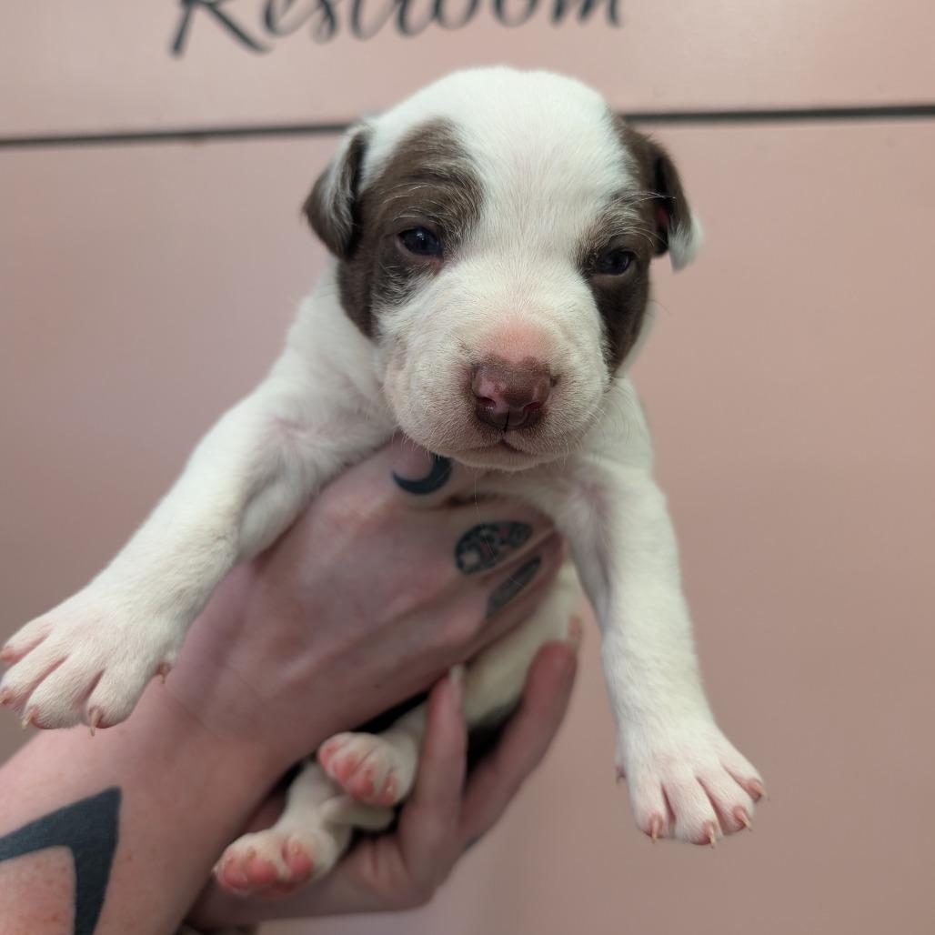 Caramel Sundae, a Adoptable Mixed Breed in Huntsville, AR image 3/3