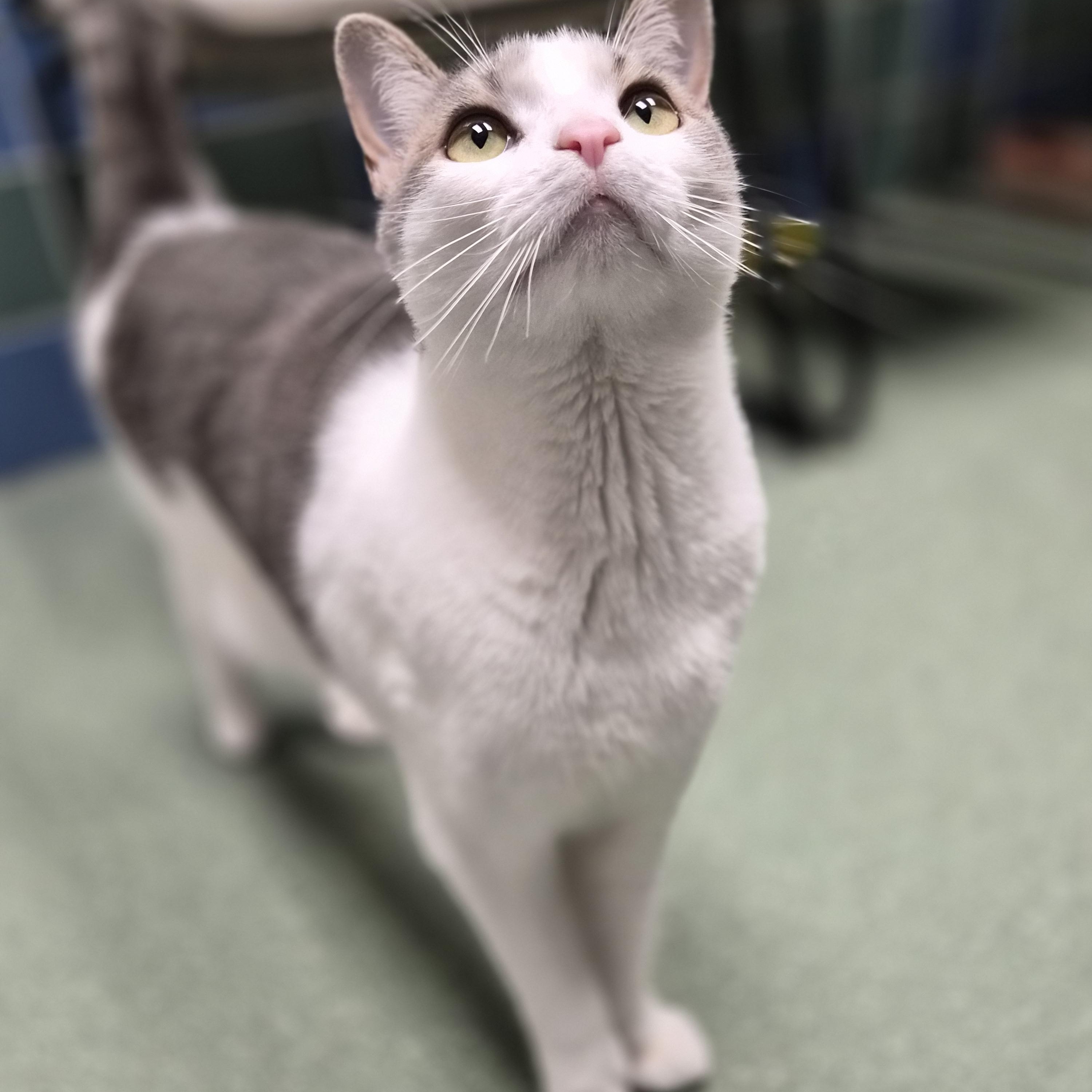 Roxy, a ADOPTABLE Domestic Short Hair in Cornelius, NC image 1/6
