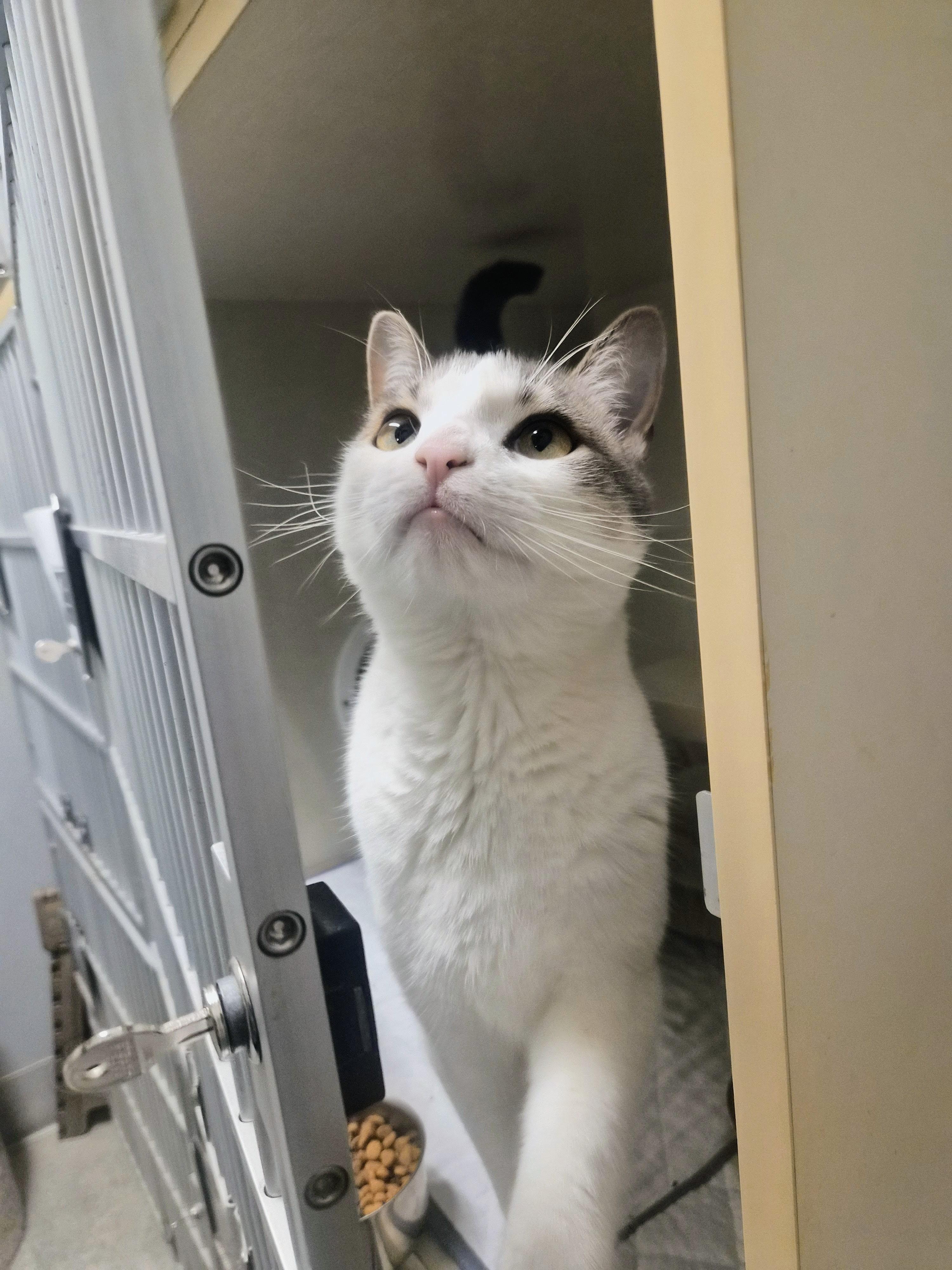 Roxy, ADOPTABLE, Young Female Domestic Short Hair.