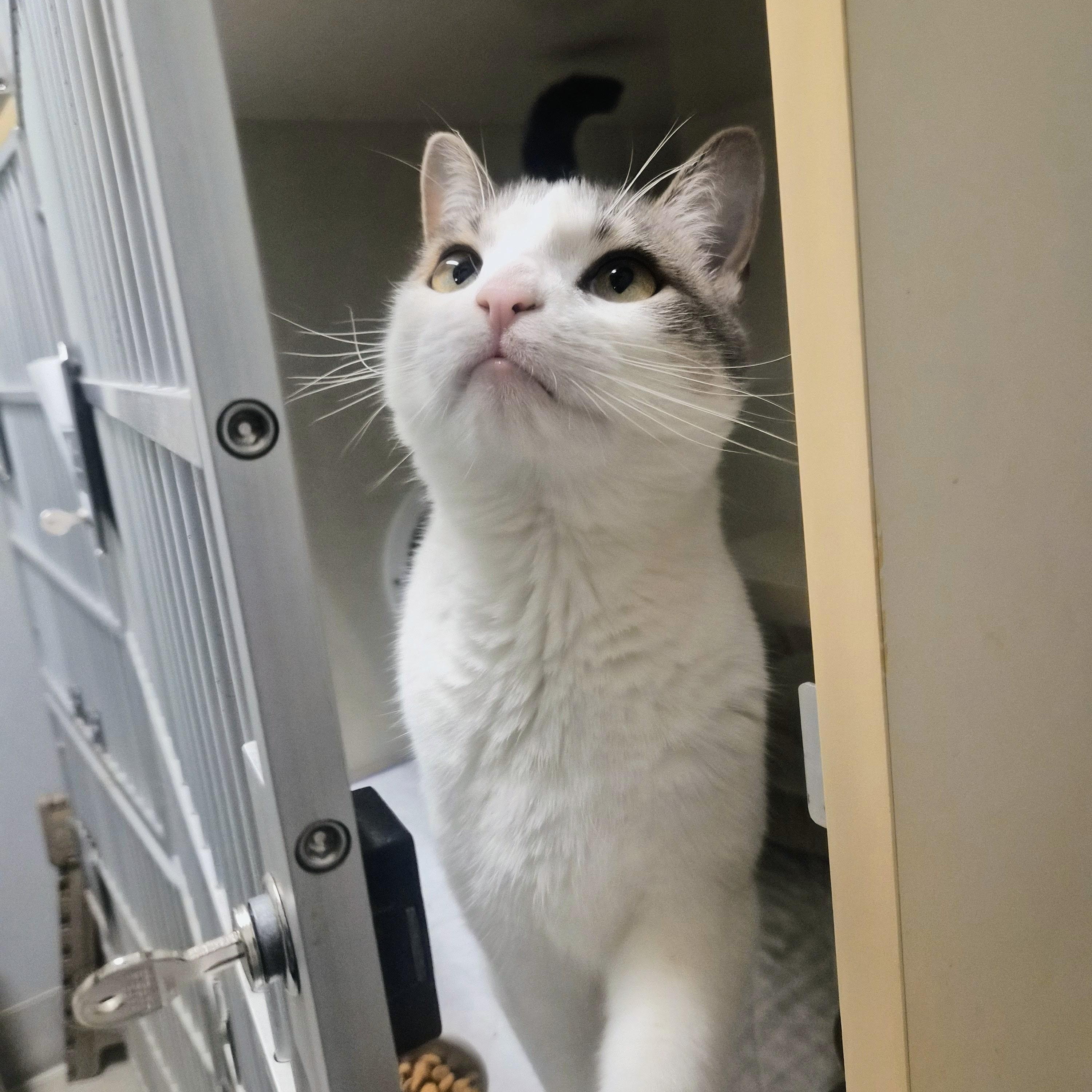 Roxy, a ADOPTABLE Domestic Short Hair in Cornelius, NC image 6/6