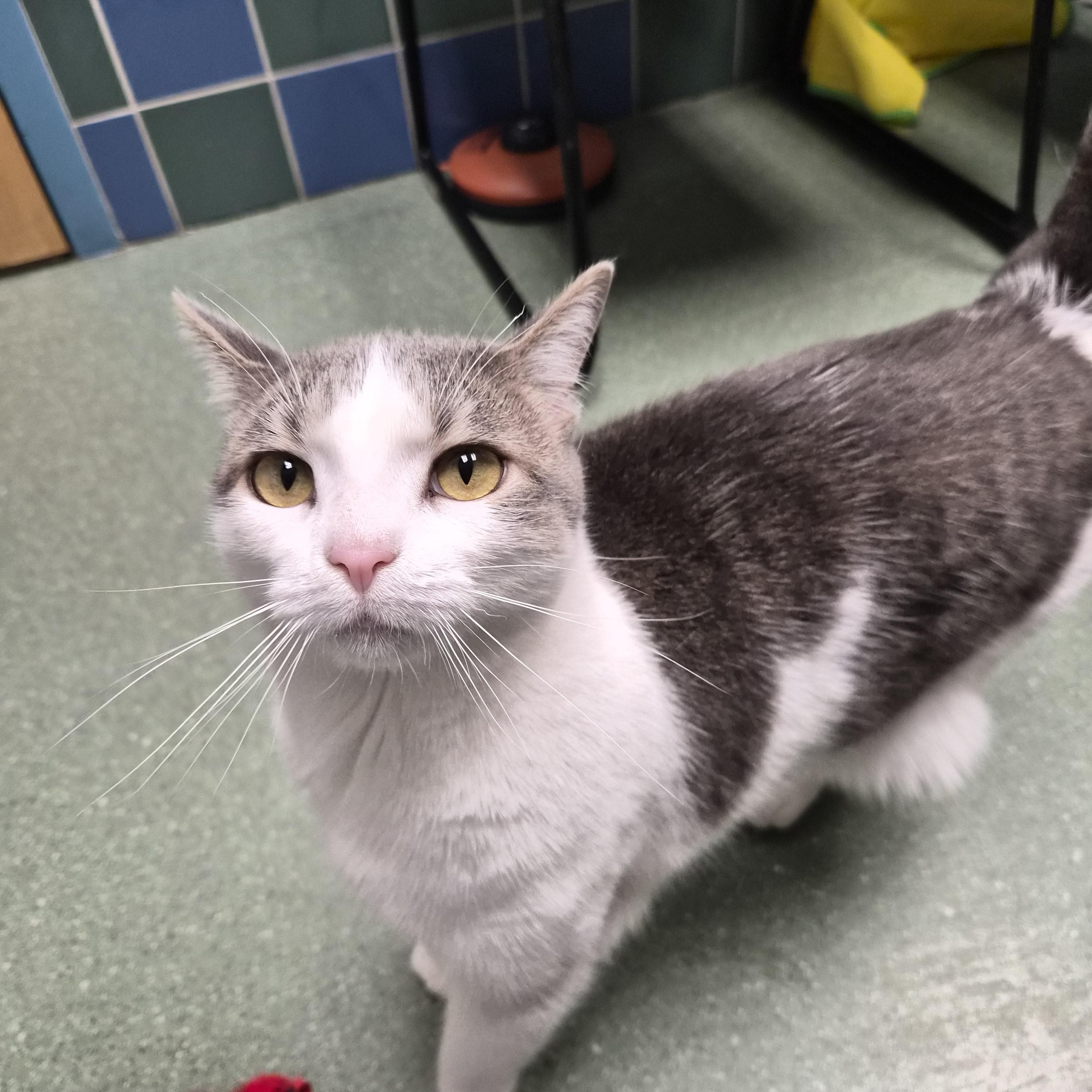 Roxy, a ADOPTABLE Domestic Short Hair in Cornelius, NC image 3/6