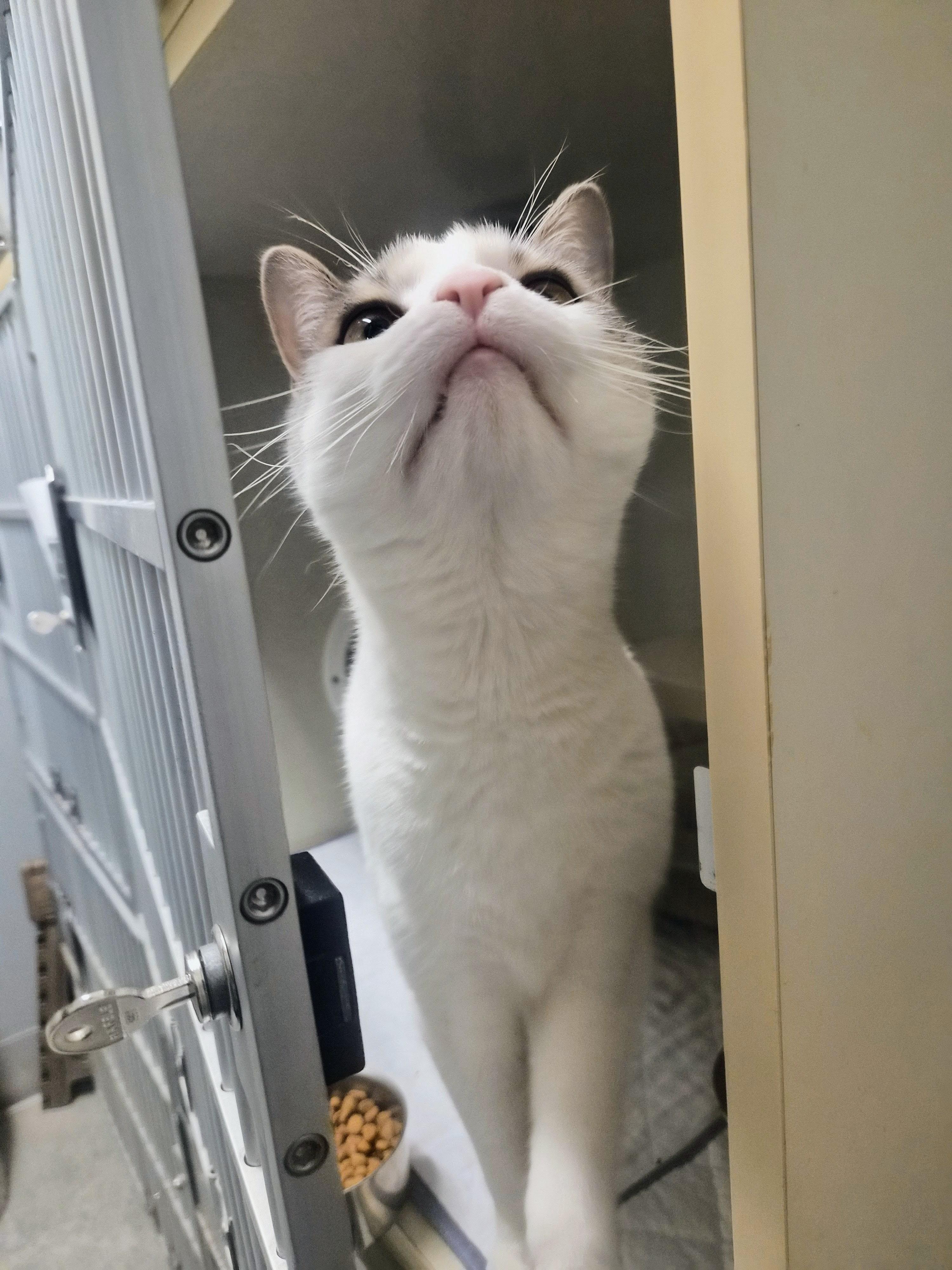 Enlarge Roxy, a ADOPTABLE Domestic Short Hair in Cornelius, NC image 3/3