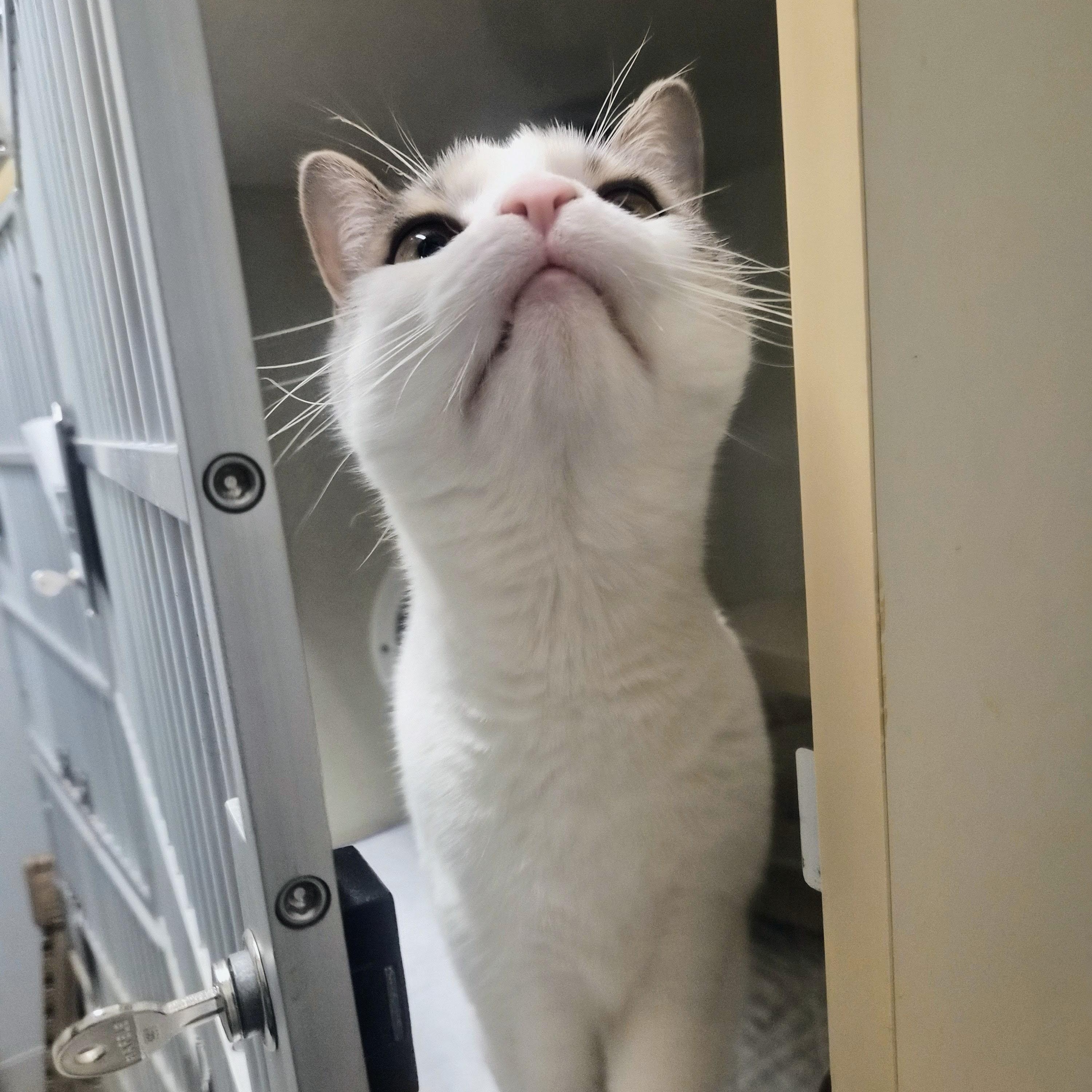 Roxy, a ADOPTABLE Domestic Short Hair in Cornelius, NC image 4/6