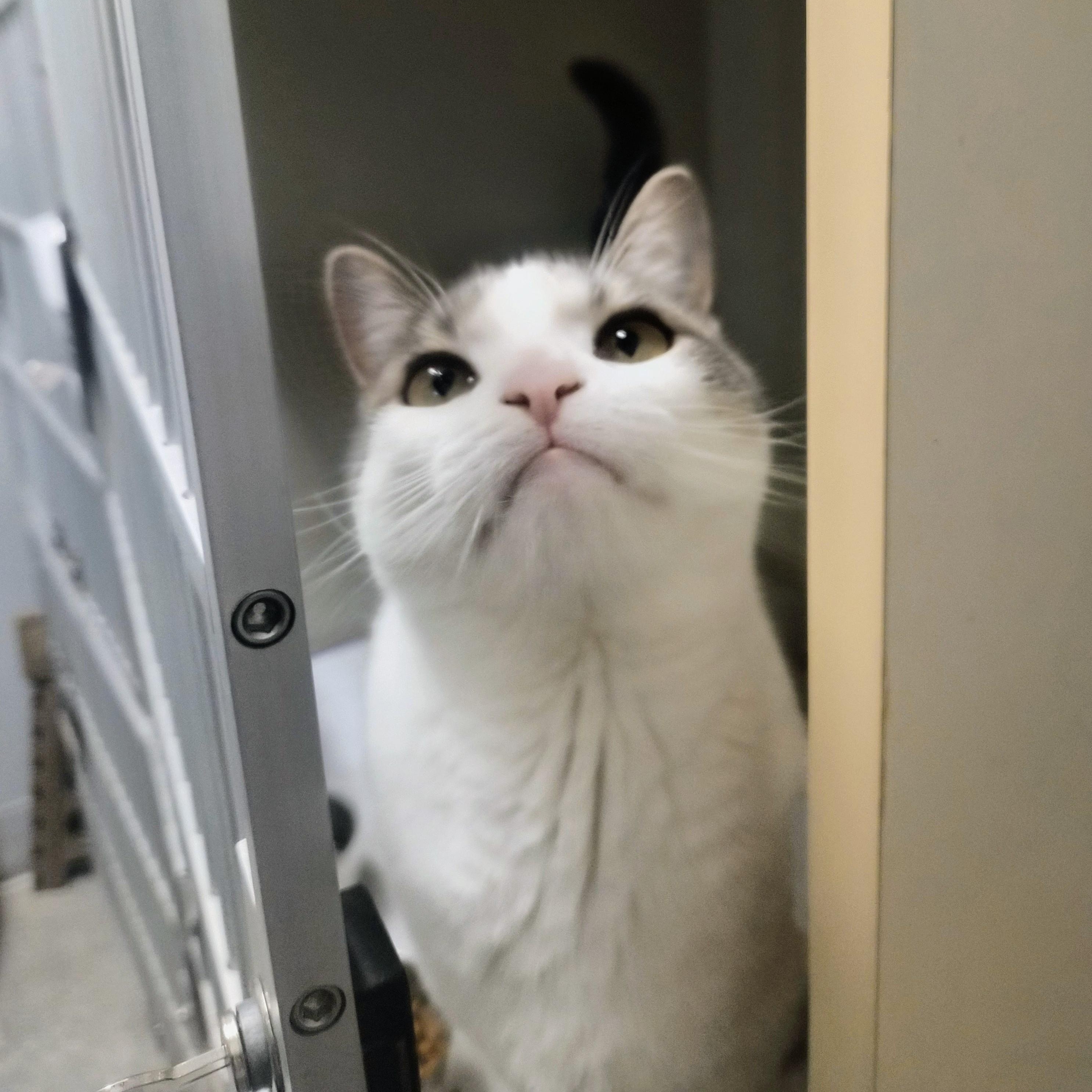 Roxy, a ADOPTABLE Domestic Short Hair in Cornelius, NC image 2/6