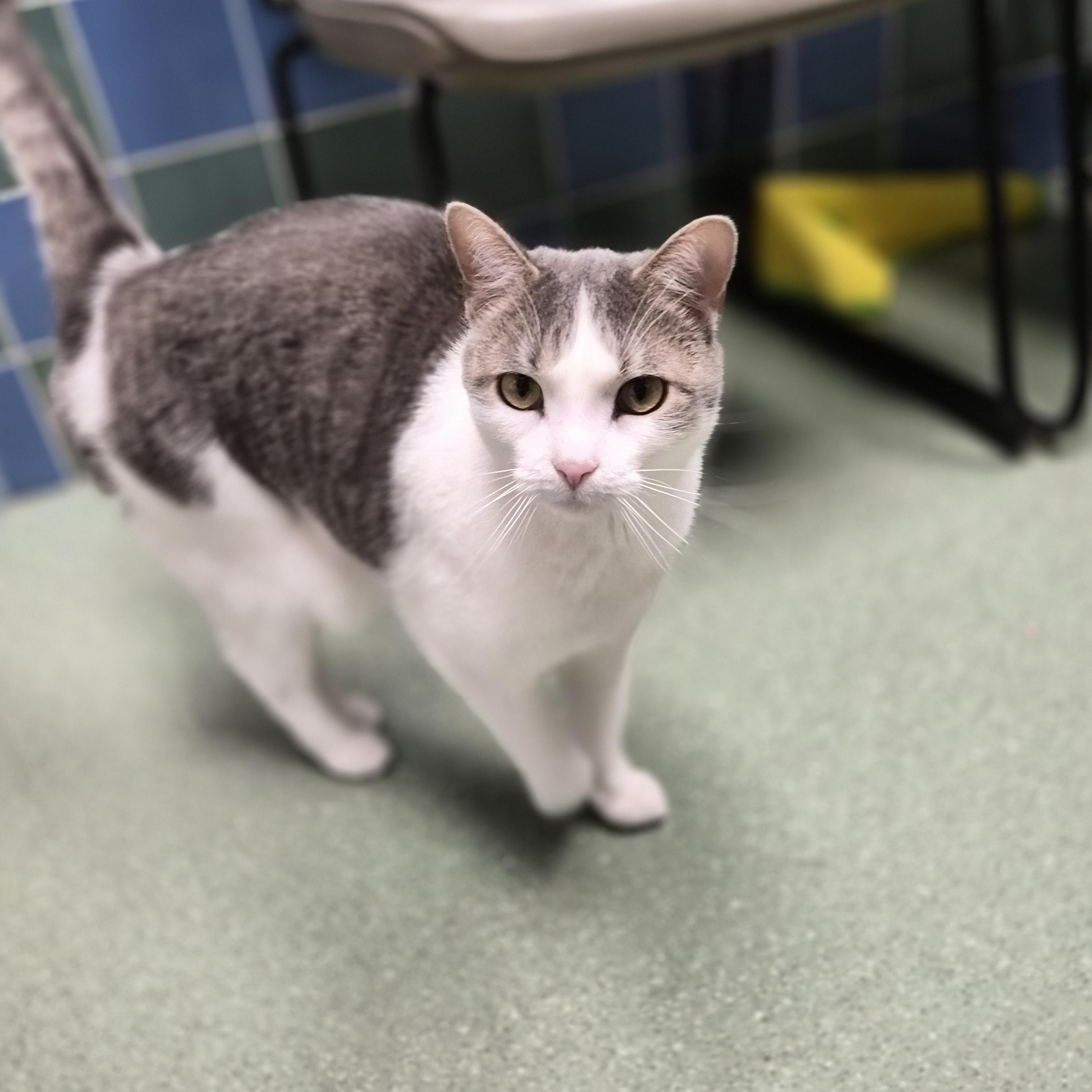 Roxy, a ADOPTABLE Domestic Short Hair in Cornelius, NC image 5/6