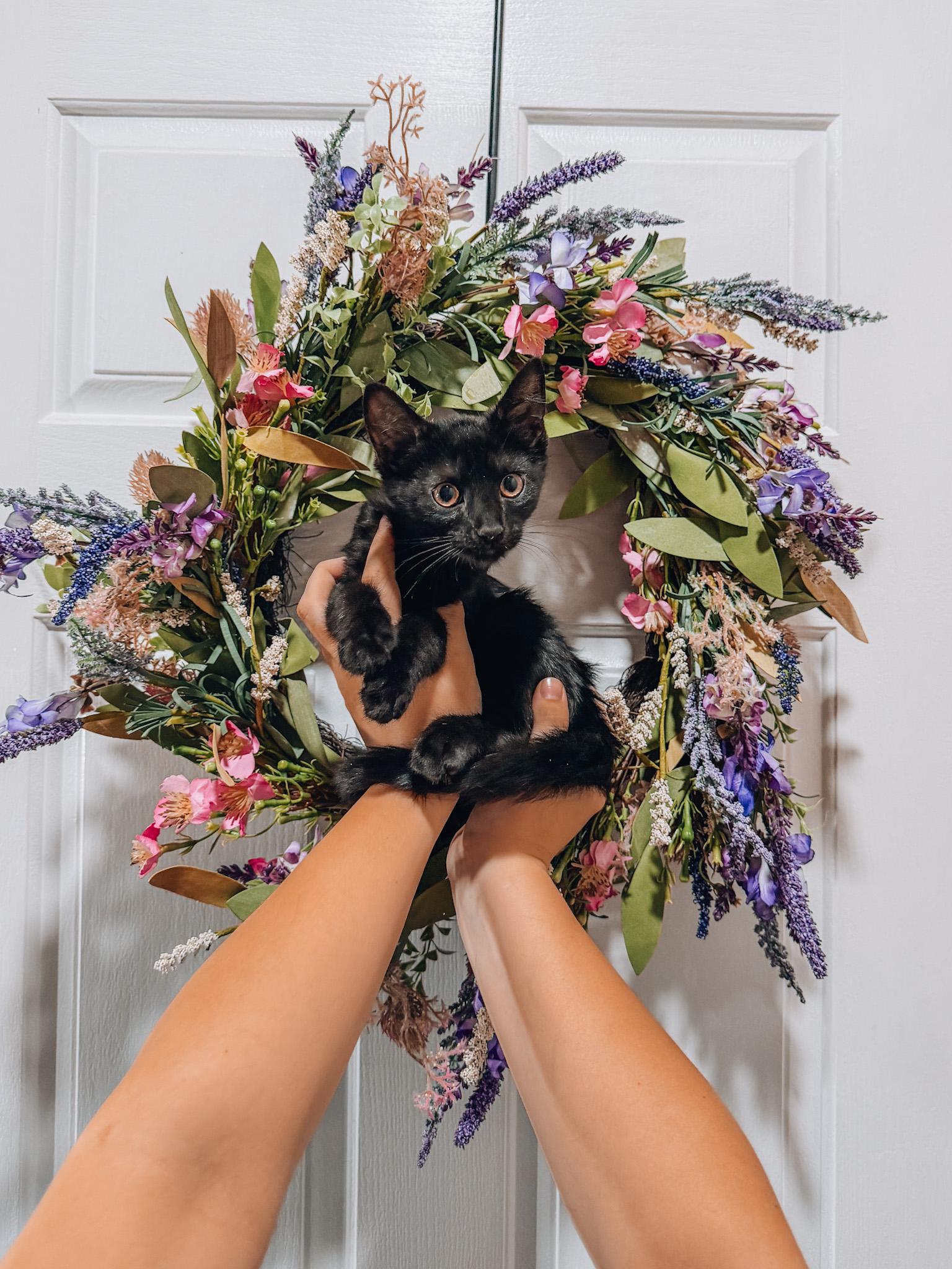 Enlarge Merlin, a Adoptable Domestic Short Hair in Goodyear, AZ image 1/1