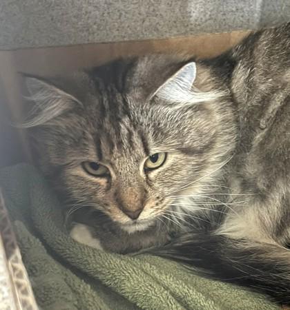 Smiles, Adoptable, Adult Female Domestic Medium Hair & Domestic Short Hair.