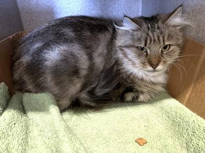 Enlarge Smiles, a Adoptable mixed breed in Washington, DC image 2/3