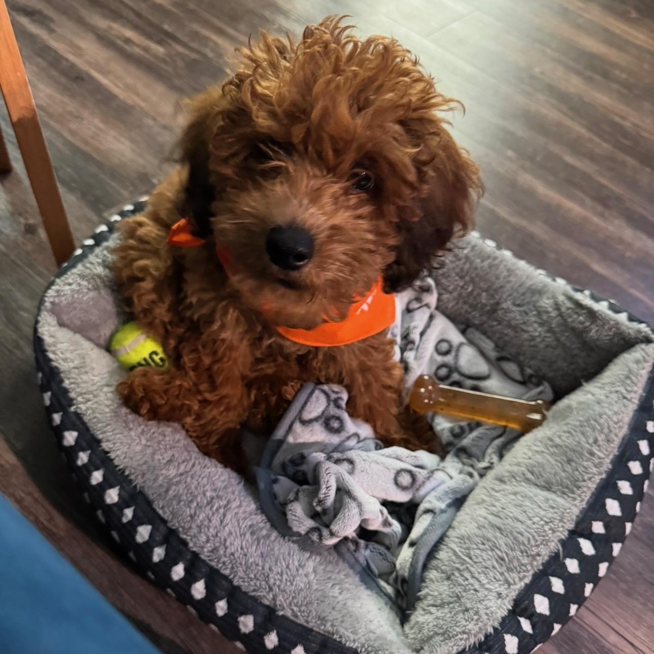 Canaan, an adopted Miniature Poodle in atlanta, GA image 2/3
