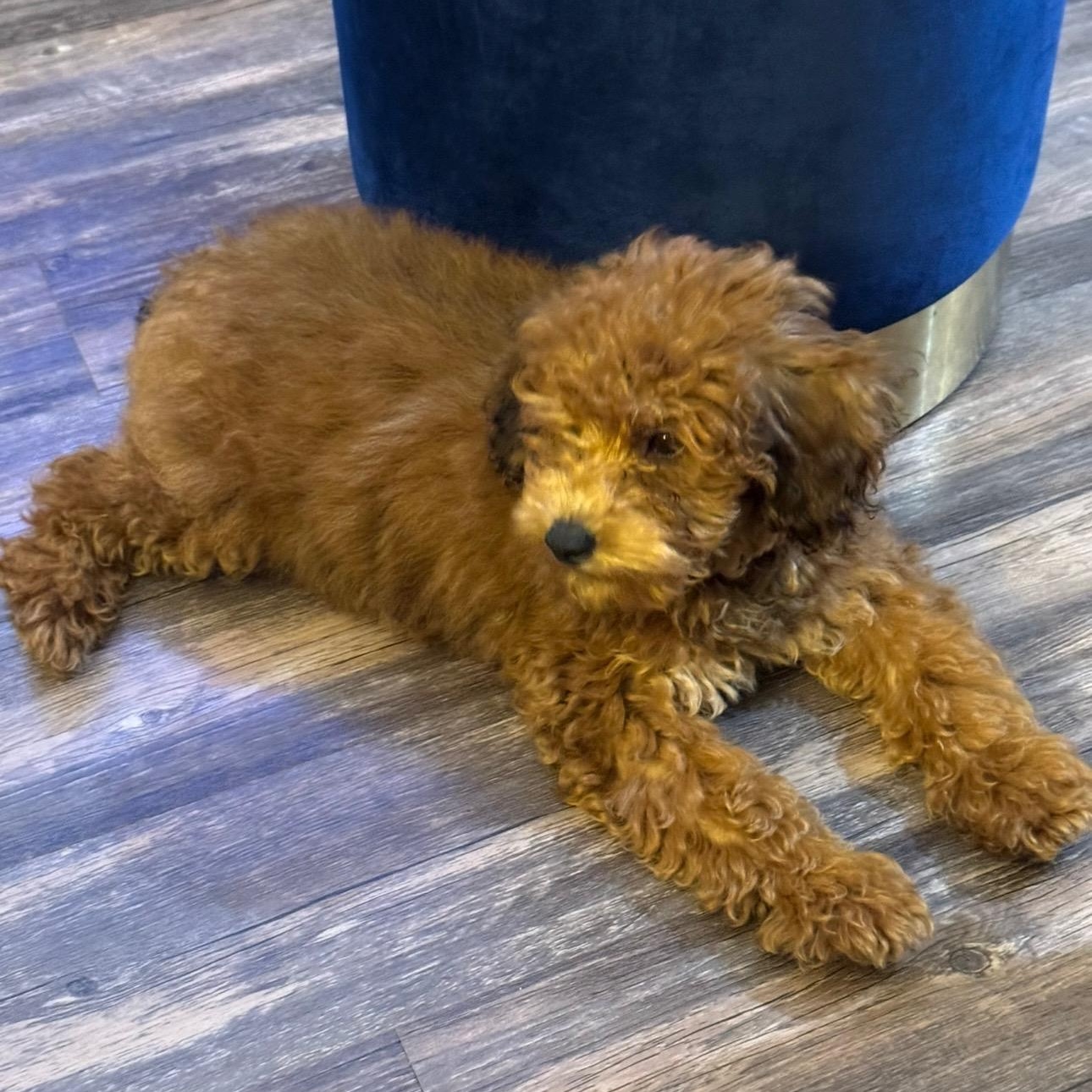 Canaan, an adopted Miniature Poodle in atlanta, GA image 3/3