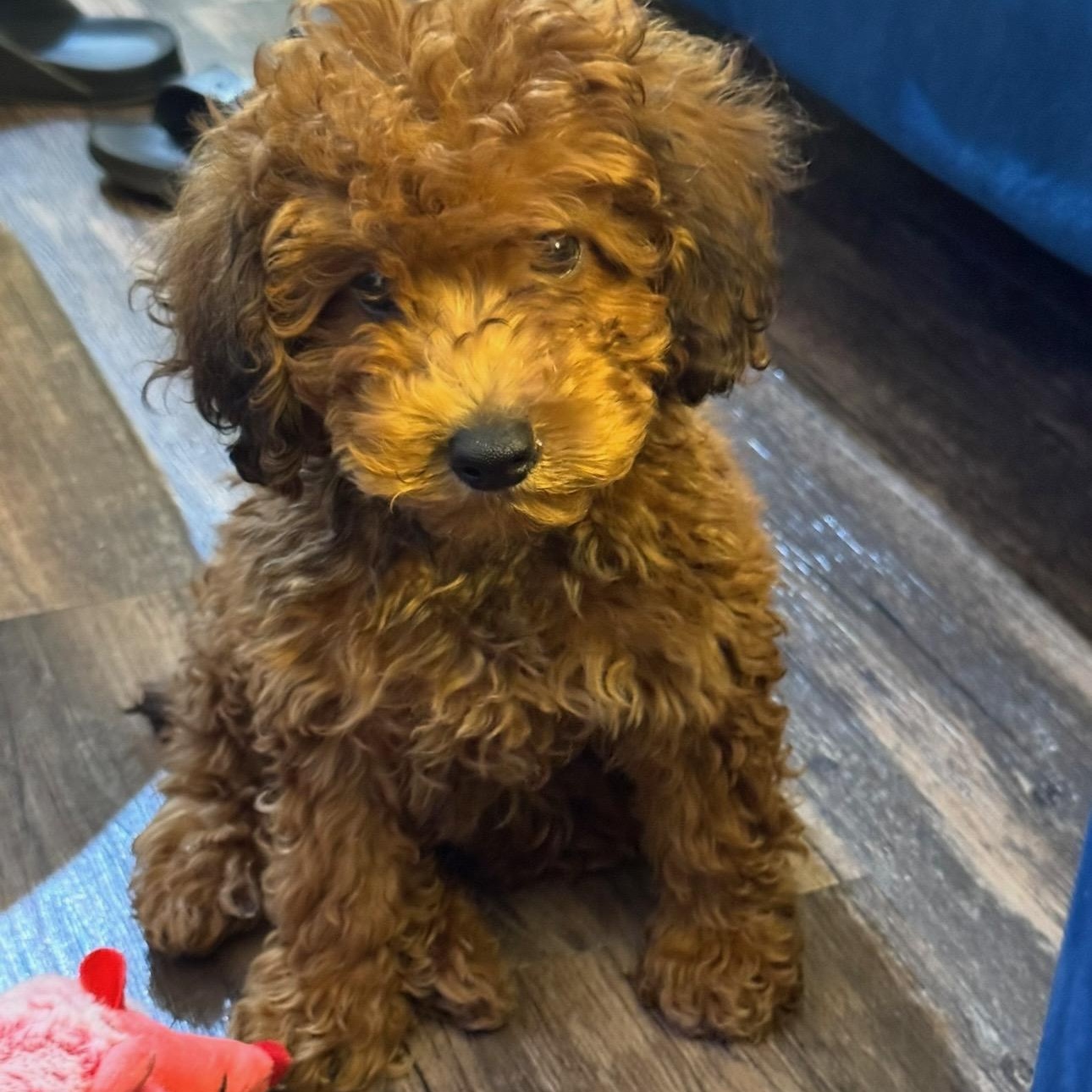 Canaan, adopted, Young Male Miniature Poodle.