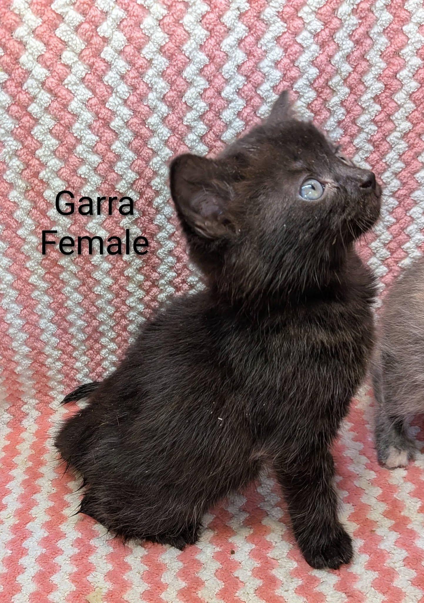 Garra, ADOPTABLE, Kitten Female Domestic Short Hair.