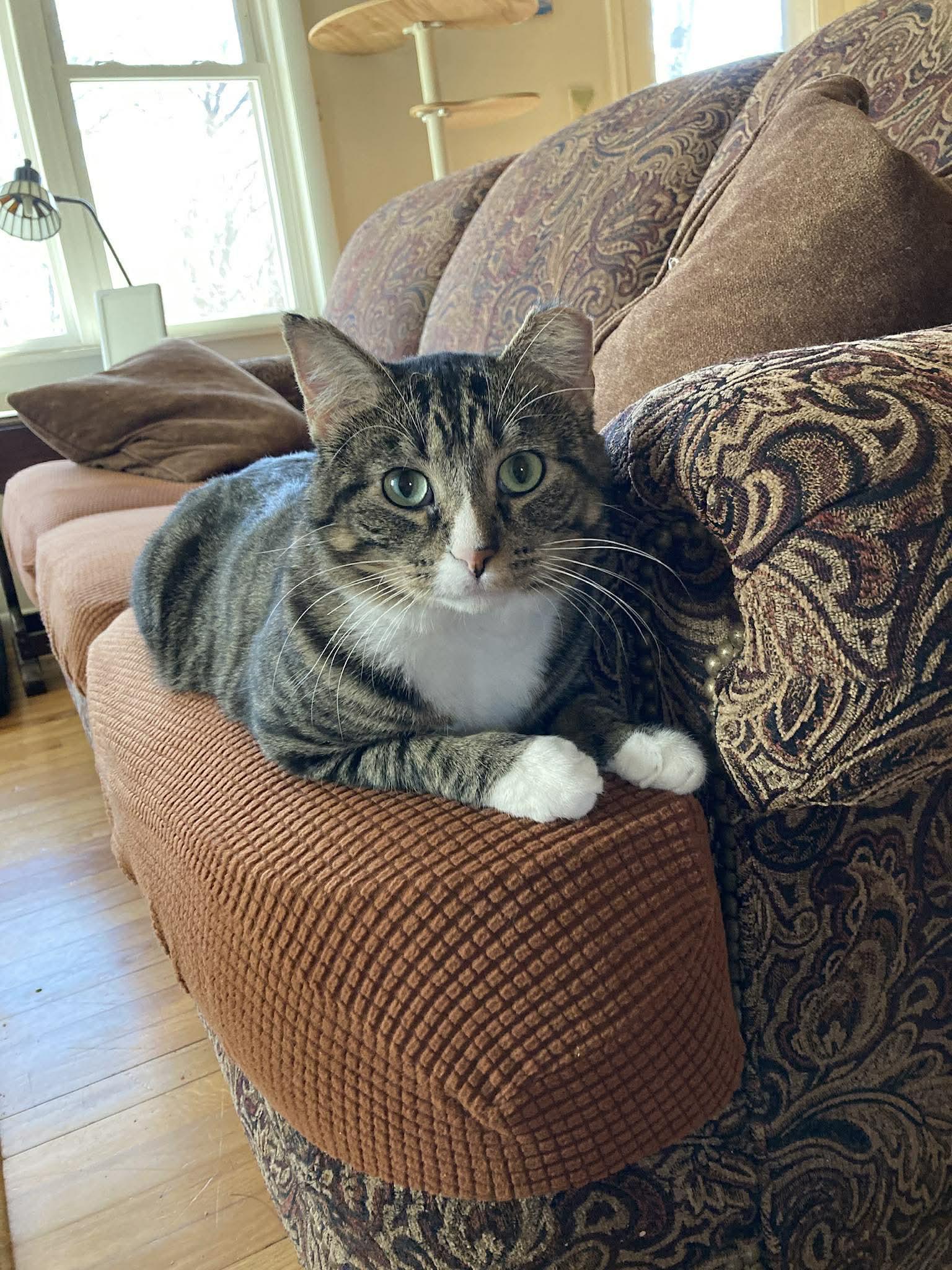 Dexter, Adoptable, Adult Male Domestic Short Hair.