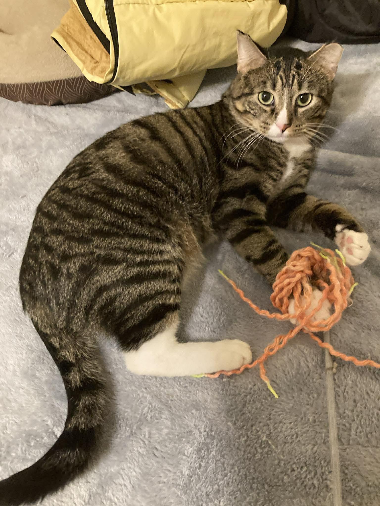 Enlarge Dexter, a Adoptable Domestic Short Hair in Coralville, IA image 2/3