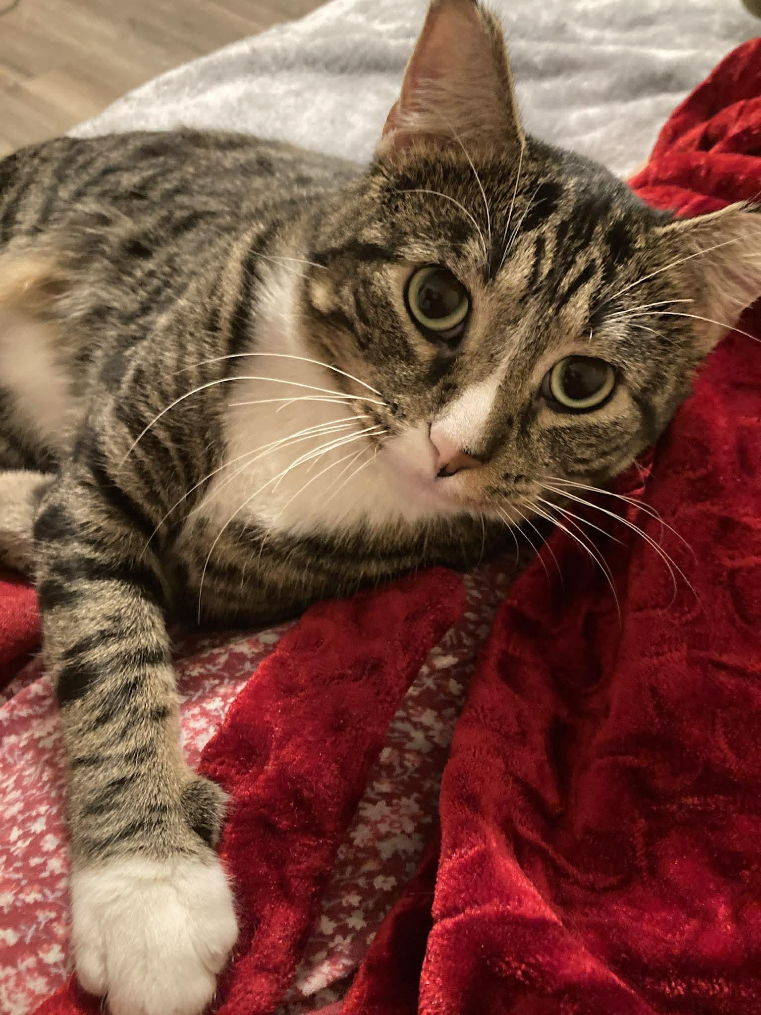 Dexter, Adoptable, Adult Male Domestic Short Hair.