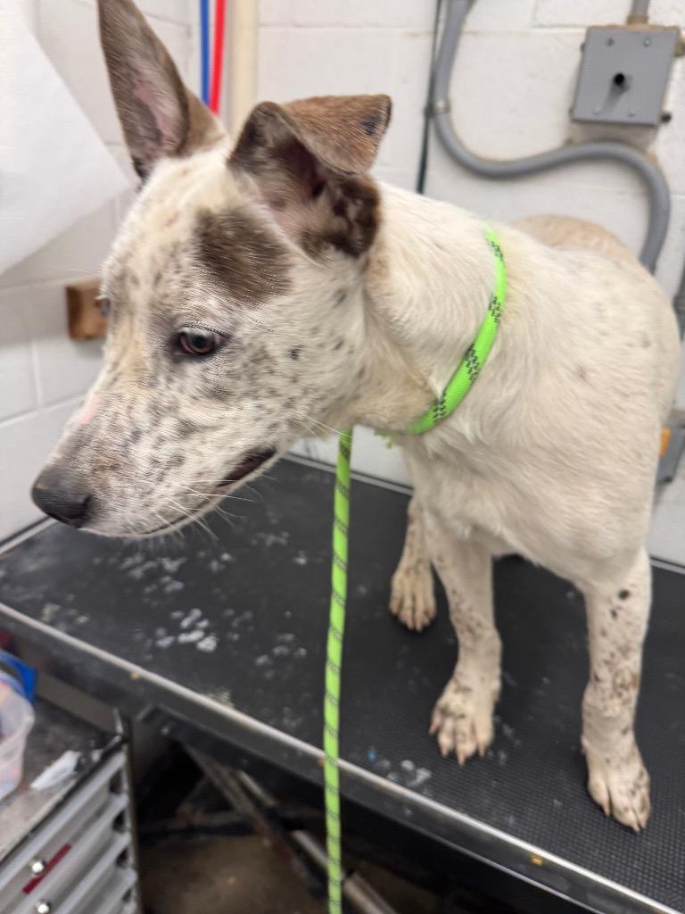 Rabbin-Adoptable Awaiting S/N, Adoptable, Young Male Affenpinscher.