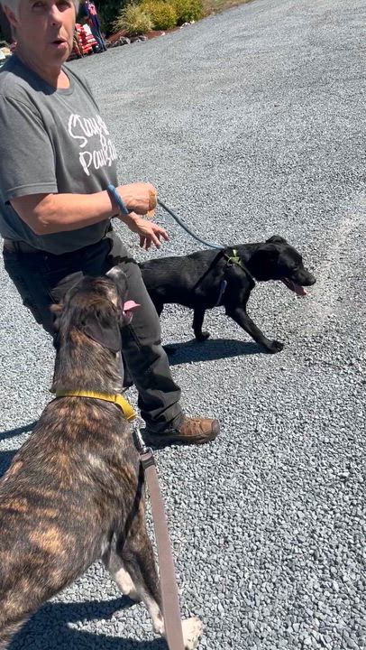 Enlarge Mya, a Adoptable mixed breed in Auburn, WA video 5/6