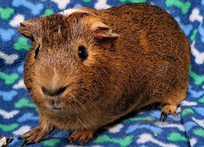 Brownie, Adoptable, Adult Male Short-Haired.