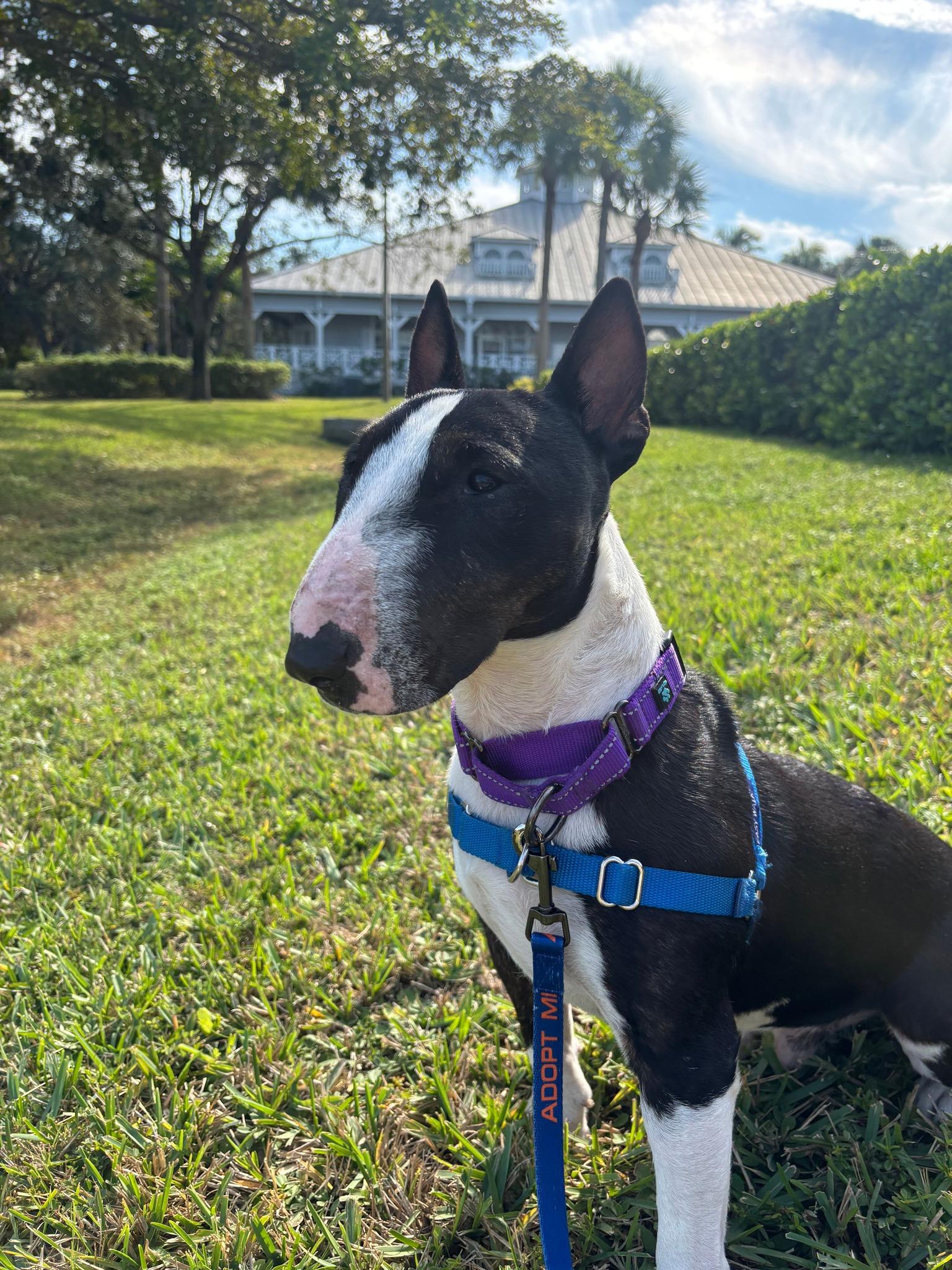 Enlarge Harvey Dent, a ADOPTABLE Bull Terrier in New Port Richey, FL image 1/6