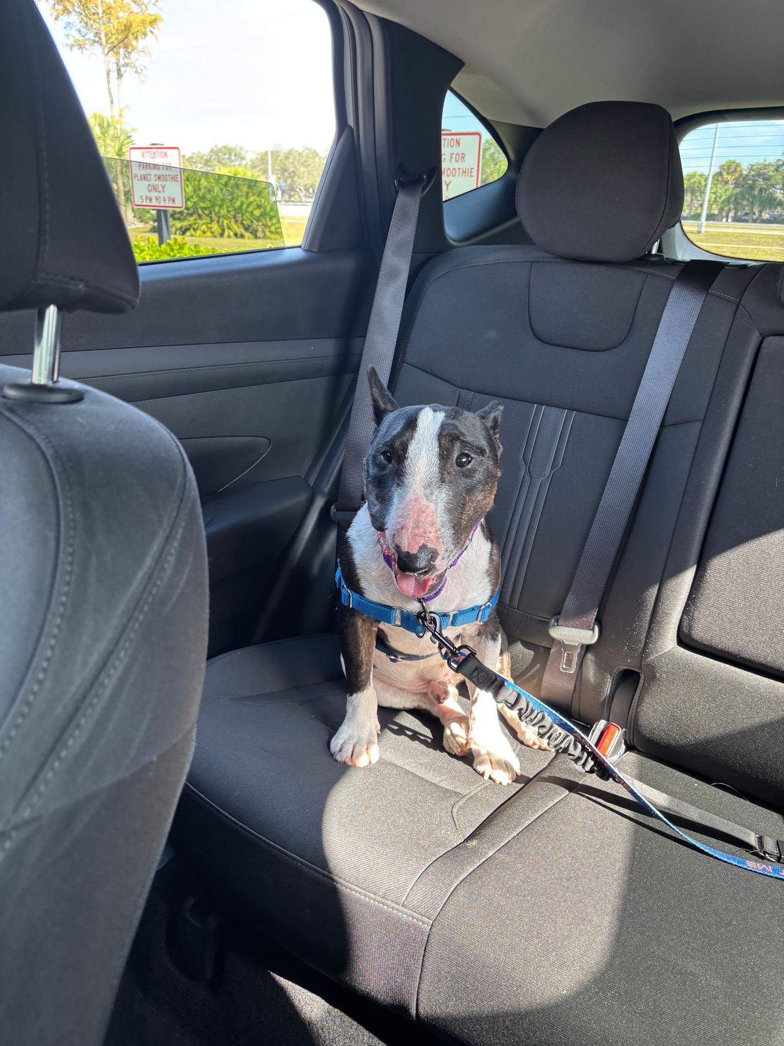 Enlarge Harvey Dent, a ADOPTABLE Bull Terrier in New Port Richey, FL image 6/6