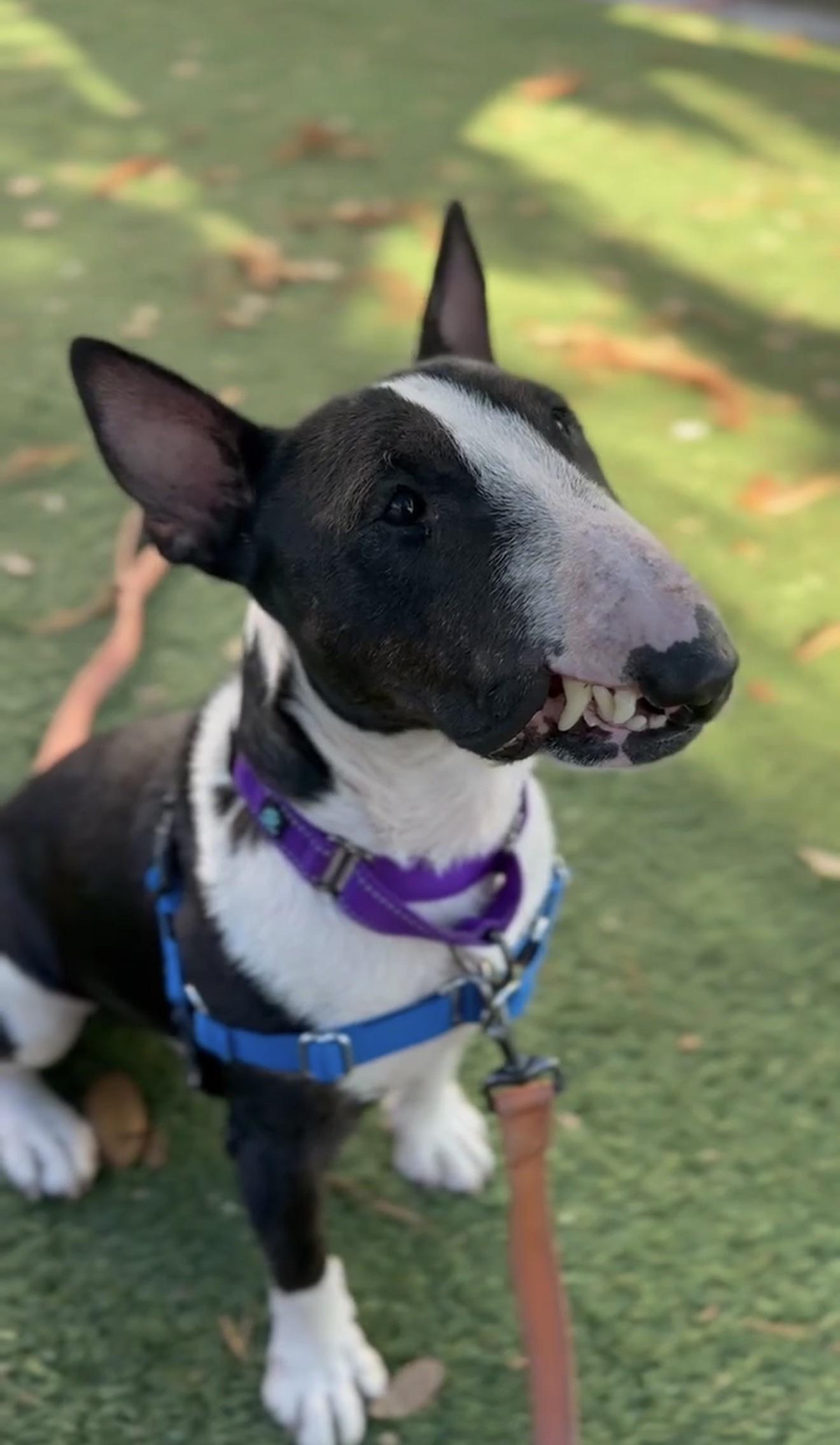 Enlarge Harvey Dent, a ADOPTABLE Bull Terrier in New Port Richey, FL image 3/6