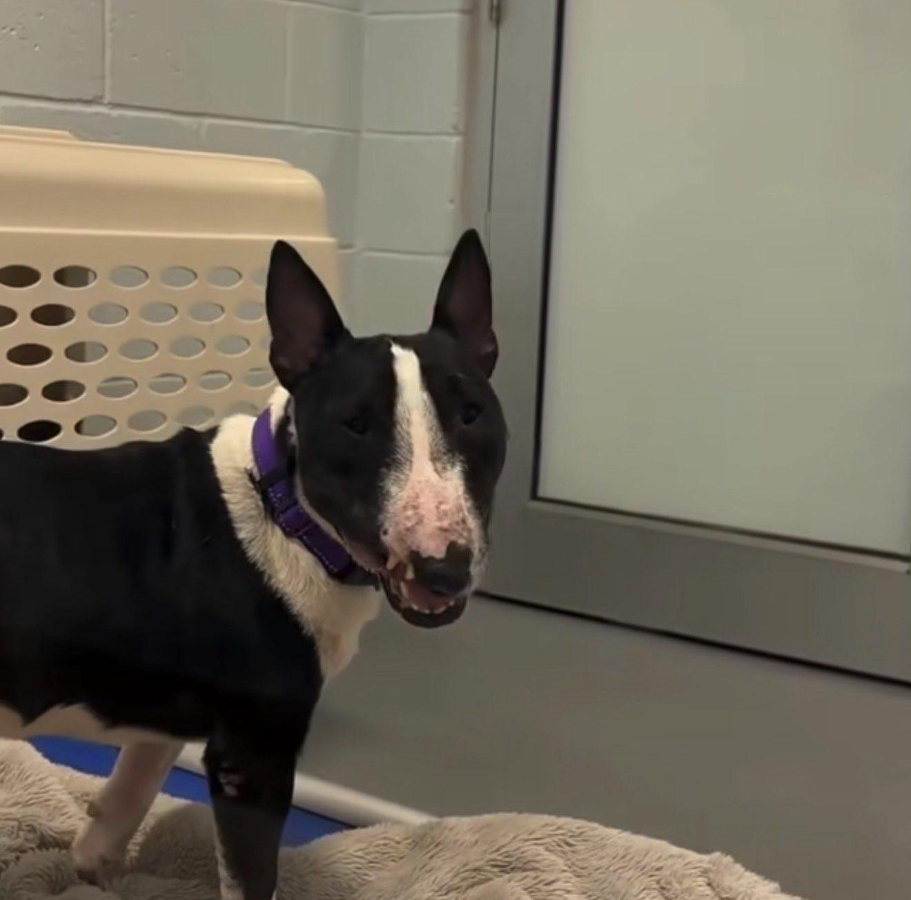 Enlarge Harvey Dent, a ADOPTABLE Bull Terrier in New Port Richey, FL image 5/6
