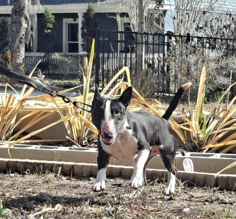 Enlarge Harvey Dent, a ADOPTABLE Bull Terrier in New Port Richey, FL image 4/6