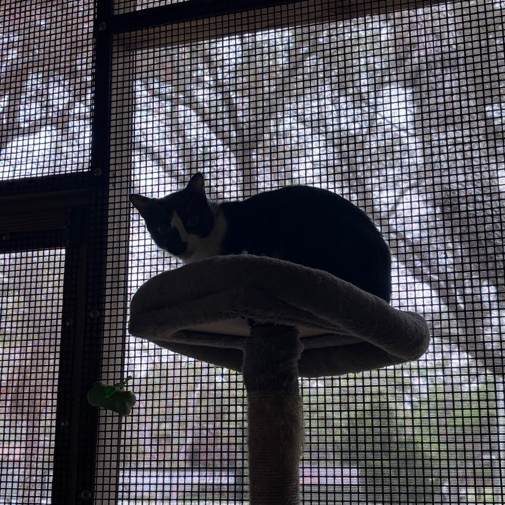 Mew, Adoptable, Adult Male American Shorthair.