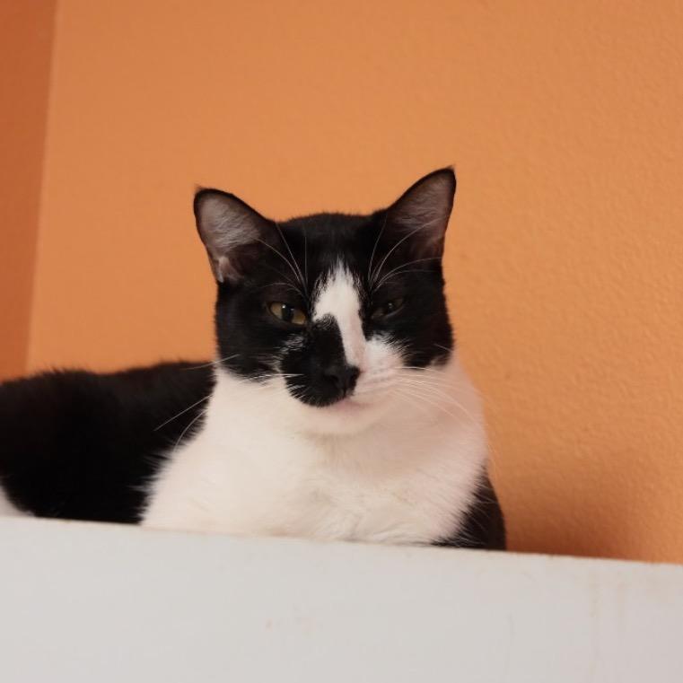 Enlarge Mew, a Adoptable American Shorthair in Fulton, TX image 2/2