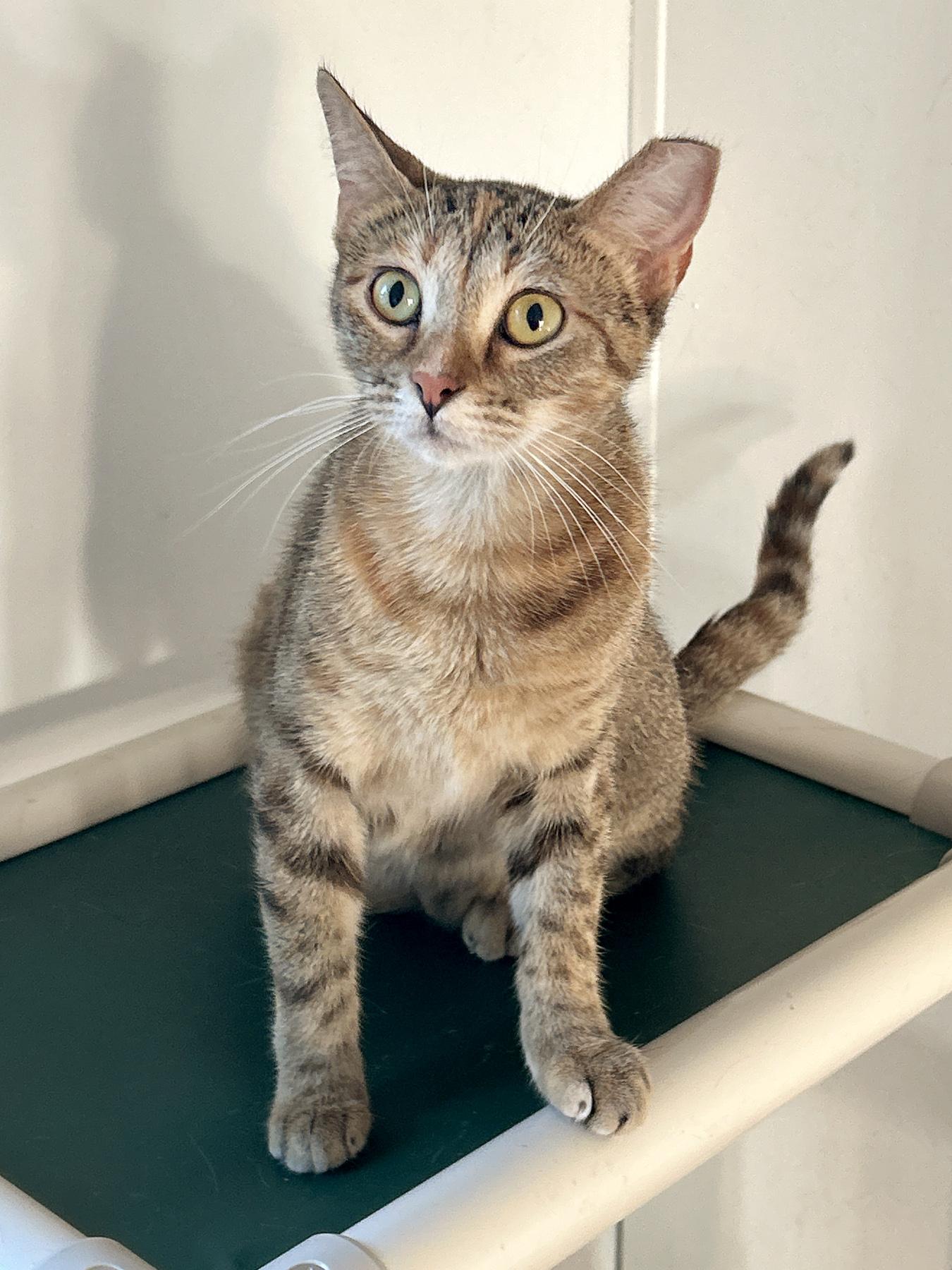 Enlarge Venus, a ADOPTABLE mixed breed in Marble Falls, TX image 4/6